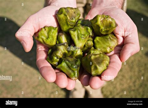 Singhara nut (trapa natans)(water chestnut), India Stock Photo, Royalty ...