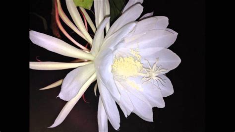 Night Blooming Cereus (Epiphyllum oxypetalum) Orchid Cactus Full Bloom Around Midnight - YouTube