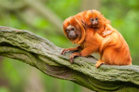 Golden Lion Tamarin Habitat - Facts about Golden Lion Tamarins