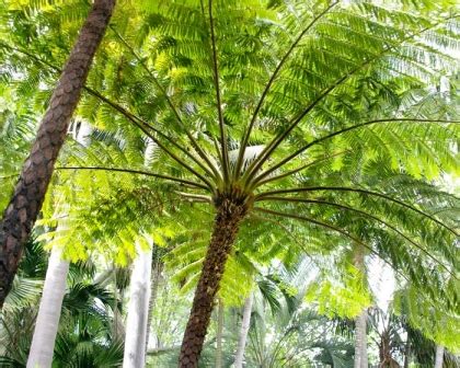 CYATHEA cooperi 9cm - Turn it Tropical