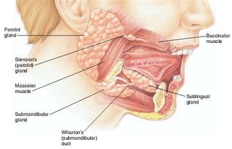 Salivary Gland Infections