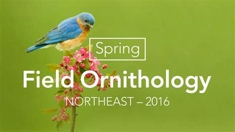 Bird Academy | The Cornell Lab | Courses Tutorials Videos | Ornithology, Bird, Fun science