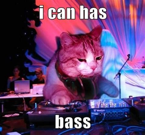 DJ Cat Says Don't be Afraid of the Bass | Cats, Funny cat pictures, Grumpy cat humor