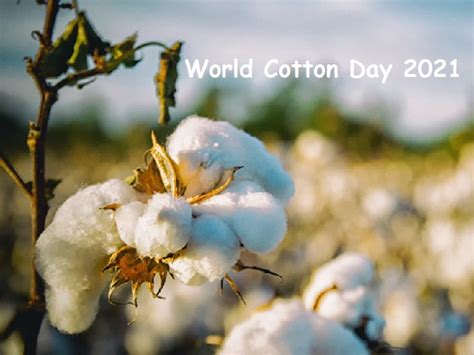 World Cotton Day 2021: Theme, History, Significance and what makes cotton a special fibre?