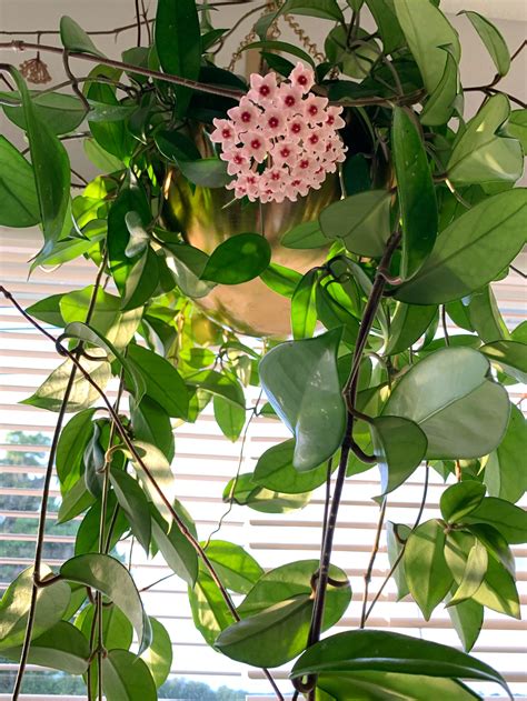 My first Hoya Carnosa bloom!!!!!!!!!!! I HAVE WAITED THREE YEARS FOR THIS !!!! : r/houseplants