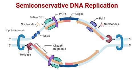 Semiconservative DNA Replication in Prokaryotes and Eukaryotes