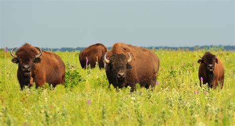 Wildlife In The Temperate Grasslands — Diverse Or Abundant? – Unique Nature Habitats