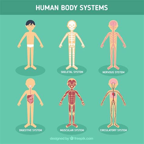 Human body systems | Free Vector