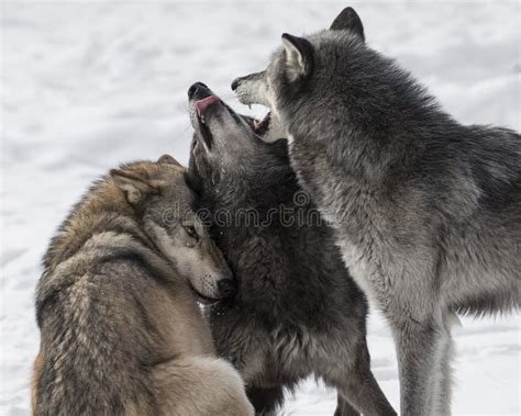 Wolf Pack Playing in the Snow. Stock Image - Image of wolf, winter ...