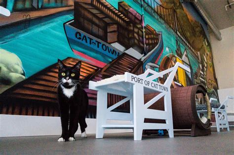 Cat Town Cafe, The First Operational Cat Cafe in the United States Opens in Oakland, California