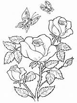 Rose coloring Pages Download And Print sketch template