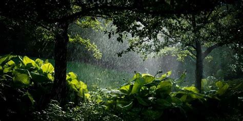 Rainy day in the forest by William Doree | Forest photography, Scenery ...