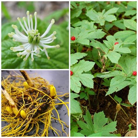 Goldenseal Bareroot (Hydrastis canadensis) Also known as Yellow root, | Goldenseal, Plant roots ...