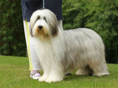 Bearded Collie - Puppies, Rescue, Pictures, Information, Temperament, Characteristics | Animals ...