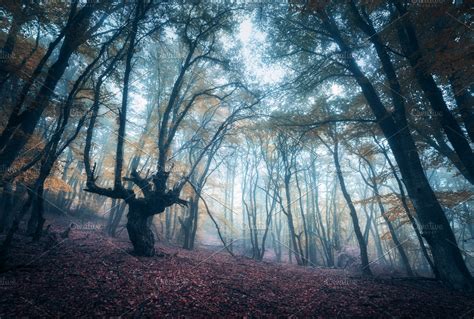 Scary forest in fog in autumn | High-Quality Nature Stock Photos ~ Creative Market