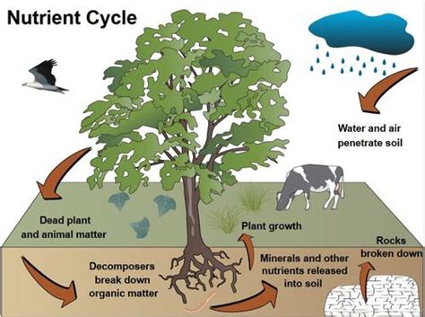 Calcium Nutrient Cycle