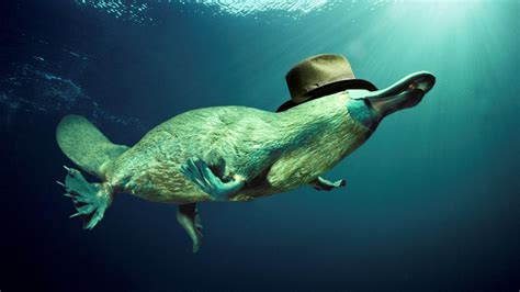 🔥 Free Download Ing Animals Platypus With Hat Wallpaper Jpg by @juliefields | WallpaperSafari