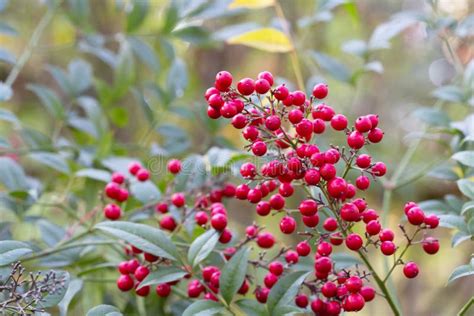 Bush with Red Berries, Selective Focus. Nandina Domestica Nandina ...