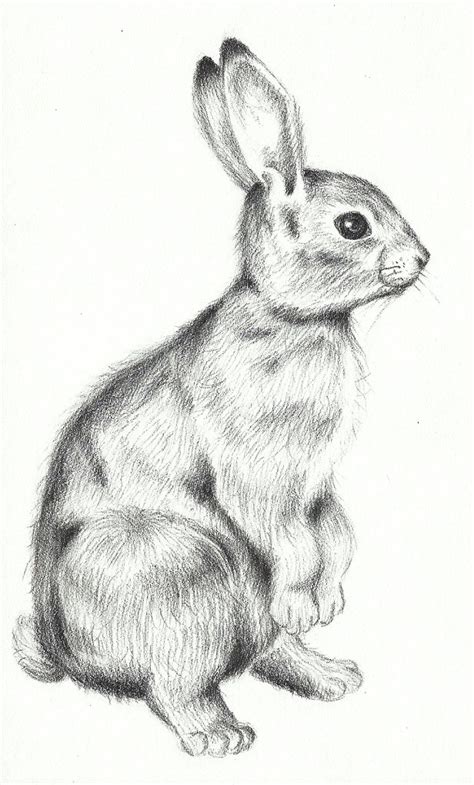 Rabbit drawing (school project) by Yuniegard on DeviantArt