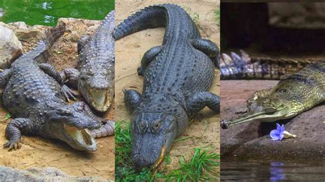 Grüner Salat kreativ Emulieren, nacheifern difference caiman and alligator Erwarte es Negativ ...