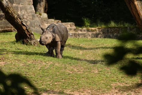 Indian Rhinoceros in the Beautiful Nature Looking Habitat. Stock Image - Image of indian, large ...