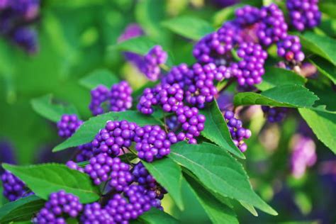 How To Grow And Care Japanese Beautyberry | French Mulberry