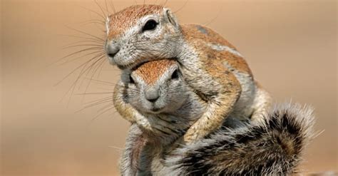 Ground Squirrel Vs Tree Squirrel: What Are the Differences? - IMP WORLD