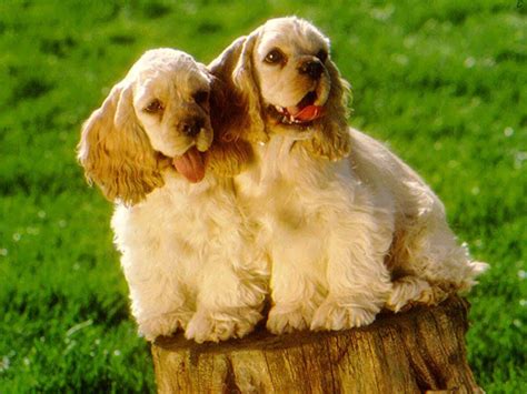 Puppy Dog Breeds Pictures