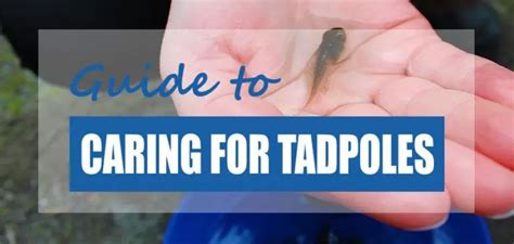 How to Raise & Care for Tadpoles from Eggs [Updated] - Pond Informer