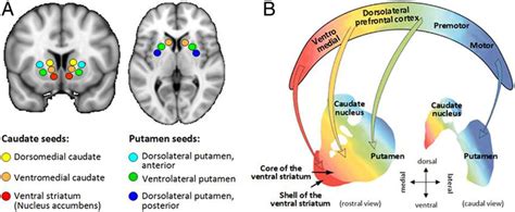 (A) Illustration of the six striatal regions of interest in the... | Download Scientific Diagram