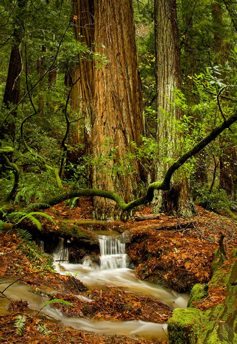 Small Waterfall at Muir Woods by gursesl on DeviantArt