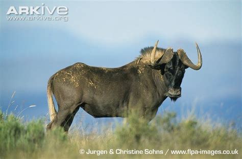 Black wildebeest - Alchetron, The Free Social Encyclopedia