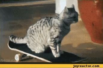 Cat Skateboard GIF - Cat Skateboard - Discover & Share GIFs