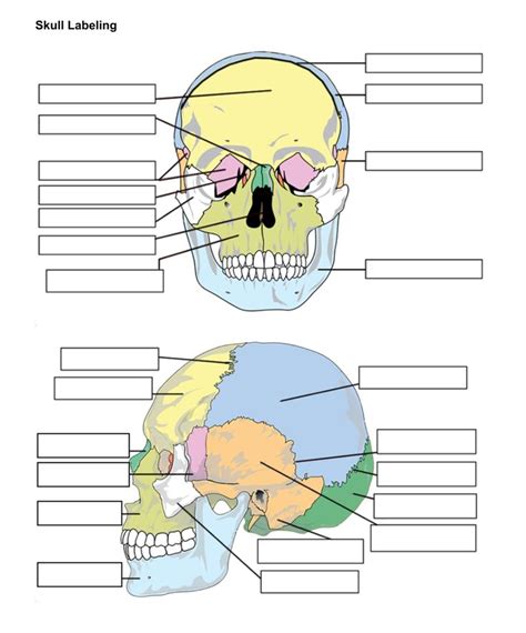 Skull Bones Unlabeled | Skull anatomy, Anatomy bones, Skull and bones