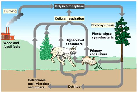 Carbon Cycle - Ecology Connections