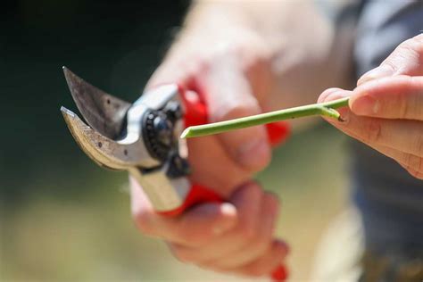 How to Propagate Rose Cuttings in Water | Gardener’s Path