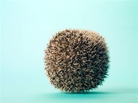 Cute and Funny Hedgehog Names (From Button to Zuri) | PetHelpful