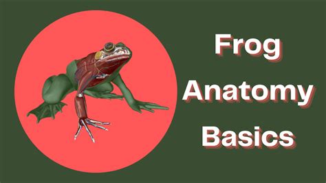 No Frog? No Prob! A 3D Visual Guide to Frog Anatomy