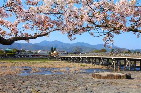 Kyoto Sakura Season Guide: Everything You Need to Know for Your Trip