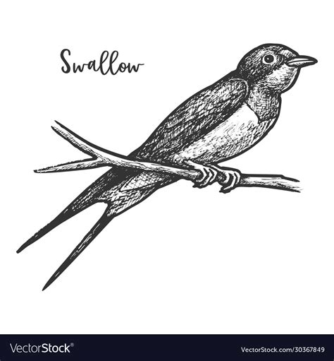 Sketch swallow bird or martins martlet Royalty Free Vector