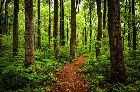 10 Best Trails for Hiking Near Charlottesville (All Levels)