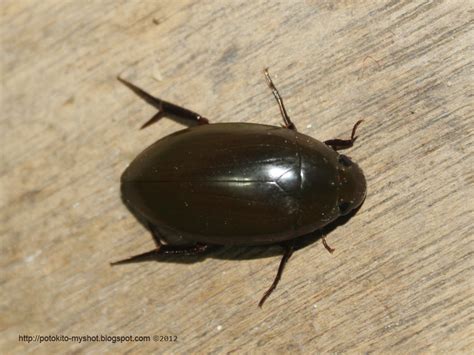 Giant Water Scavenger Beetles (Hydrophilus sp.), Sumatra Indonesia