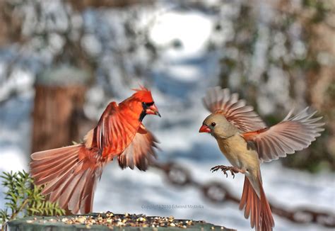 Male Cardinal Bird Flying