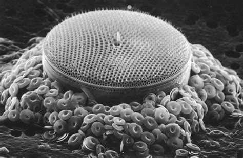 The Iron Hypothesis | Diatom, Macro and micro, Oceanography