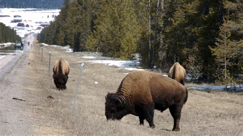 Charging bison damages rental car in Yellowstone