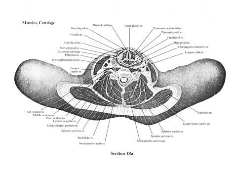 Cross-sectional Human Anatomy