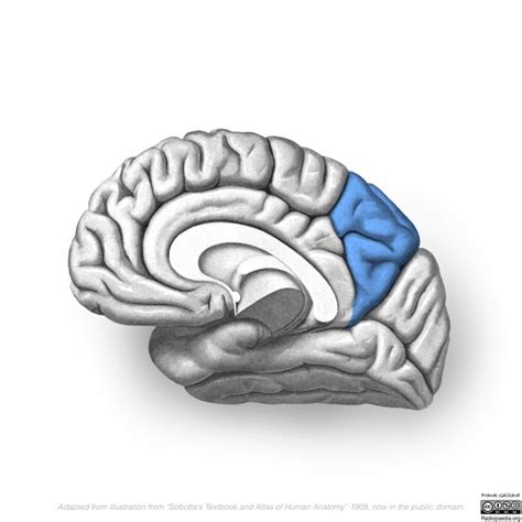 Superior Parietal Lobule Approach