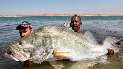 BIG MONSTER NILE PERCH 114 POUND IN THE LAKE NASSER EGYPT by YURI ...