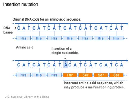 Dna Mutation Types