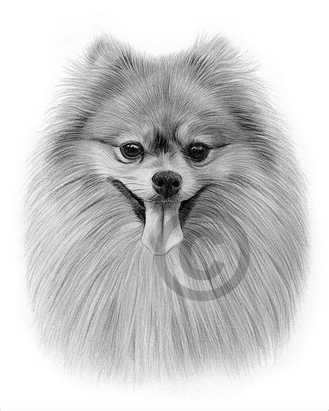 Digital Download Pencil Drawing of a Pomeranian Toy Dog Breed Artwork ...